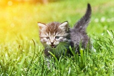 Güneş ışığında çimenlerde oynayan sevimli bir kedi yavrusu.