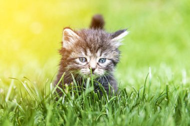 Güneş ışığında çimenlerde oynayan sevimli bir kedi yavrusu.