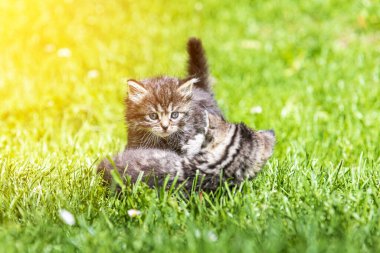 Güneş ışığında çimenlerde oynayan iki sevimli kedi yavrusu.