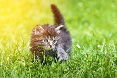 Güneş ışığında çimenlerde oynayan sevimli bir kedi yavrusu.