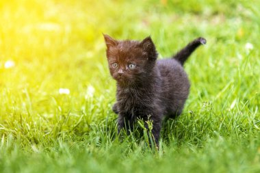 Güneş ışığında çimenlerde oynayan sevimli bir kedi yavrusu.