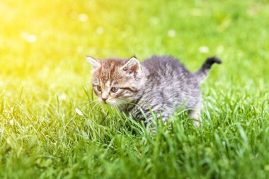 Güneş ışığında çimenlerde oynayan sevimli bir kedi yavrusu.