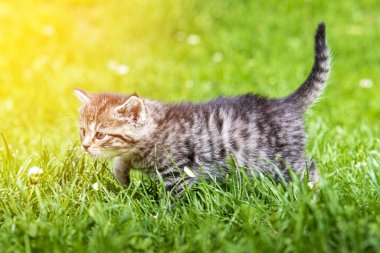 Güneş ışığında çimenlerde oynayan sevimli bir kedi yavrusu.
