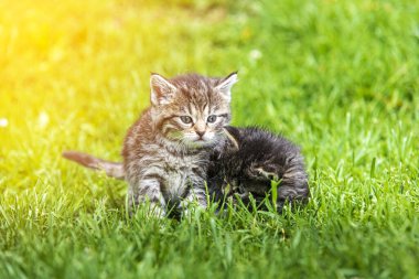 Güneş ışığında çimenlerde oynayan iki sevimli kedi yavrusu.