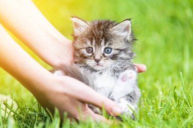 Küçük kedi yavrusu çimenlerin üzerinde güneş ışığında bulanık arka planda.