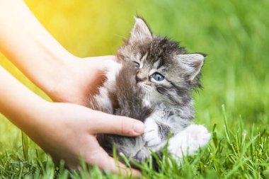 Küçük kedi yavrusu çimenlerin üzerinde güneş ışığında bulanık arka planda.