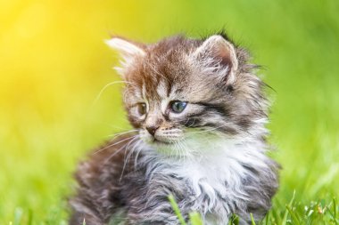 Güneş ışığında çimenlerde oynayan sevimli bir kedi yavrusu.