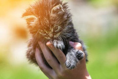 Küçük kedi yavrusu çimenlerin üzerinde güneş ışığında bulanık arka planda.