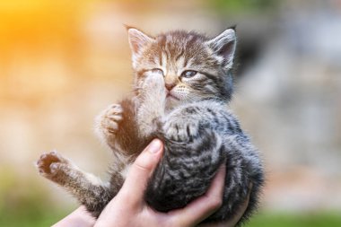 Küçük kedi yavrusu çimenlerin üzerinde güneş ışığında bulanık arka planda.