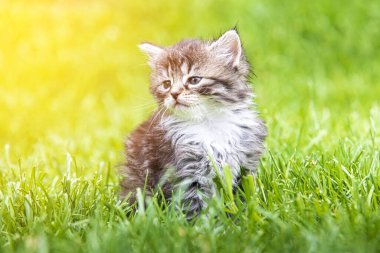Güneş ışığında çimenlerde oynayan sevimli bir kedi yavrusu.