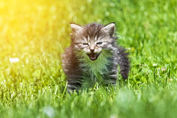 Cute Little Kitten Playing Grass Sunlight — Stock Photo, Image