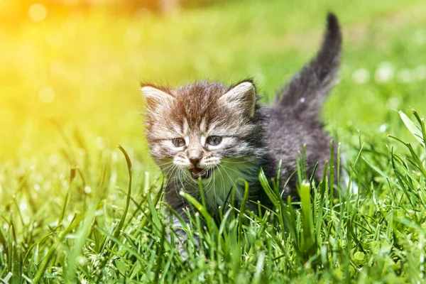 Cute Little Kitten Playing Grass Sunlight — Stock Photo, Image