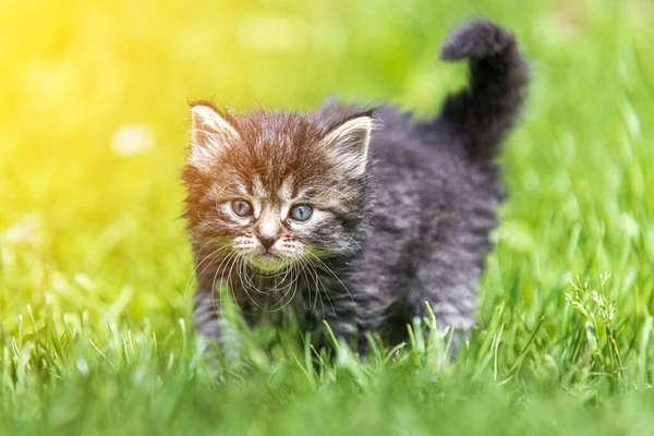 Cute Little Kitten Playing Grass Sunlight — Stock Photo, Image