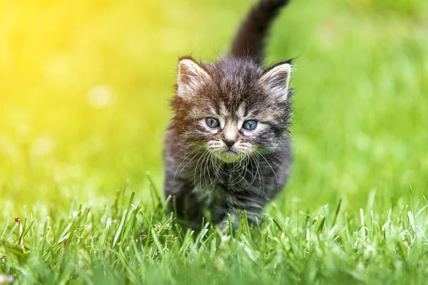 Söt Liten Kattunge Leker Gräs Solljus — Stockfoto