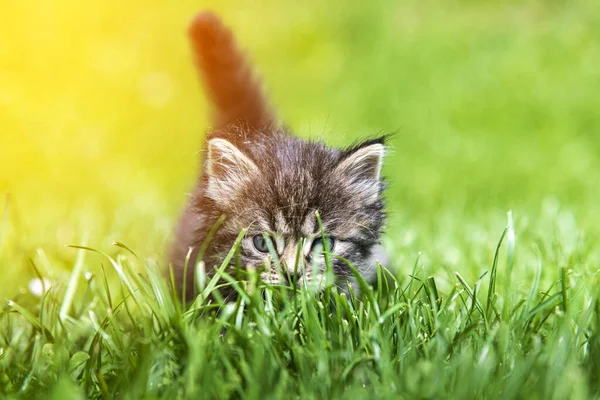 Cute Little Kitten Gra Trawie Świetle Słonecznym — Zdjęcie stockowe