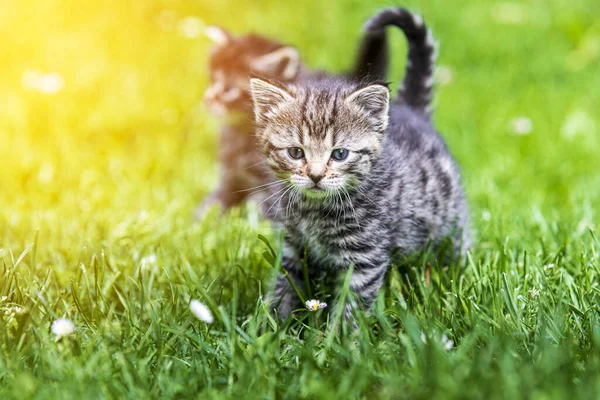 Two Cute Little Kittens Playing Grass Sunlight — Stock Photo, Image