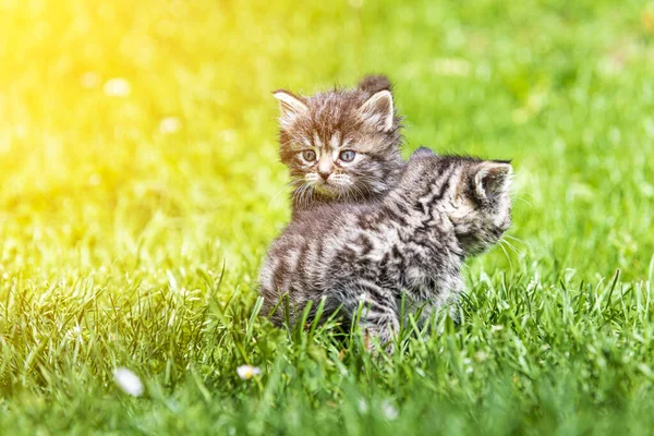 Two Cute Little Kittens Playing Grass Sunlight — Stock Photo, Image