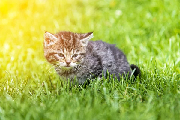 Cute Little Kitten Gra Trawie Świetle Słonecznym — Zdjęcie stockowe