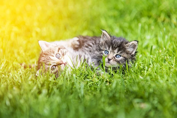 Два Милых Котенка Играют Траве Солнце Стоковая Картинка