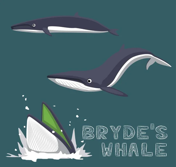 ภาพวาดเวกเตอร การ นวาฬของไบรด — ภาพเวกเตอร์สต็อก
