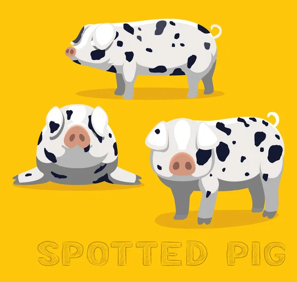 Pig Spotted Cartoon Vector Illustration — Stock Vector