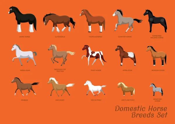 Domestic Horse Breeds Set Rajzfilm Vektor Illusztráció — Stock Vector