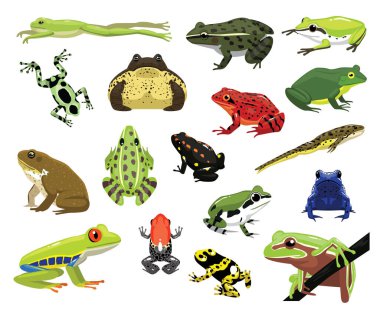 Various Frogs Cartoon Vector Illustration clipart