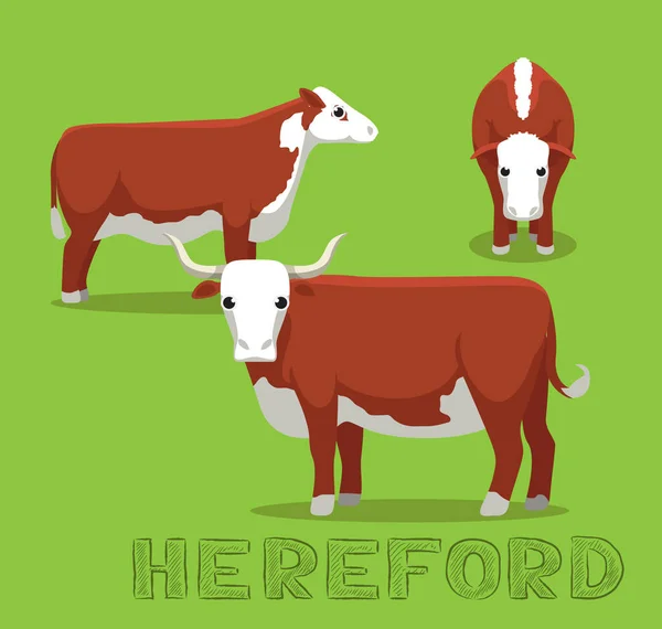 Vaca Hereford Cartoon Vector Ilustração —  Vetores de Stock