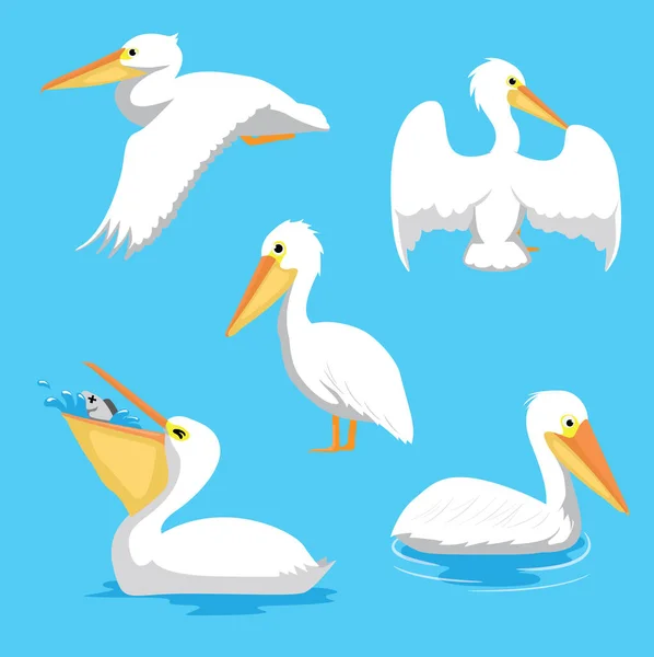 Vogel Pelican Poses Cartoon Vector Illustratie — Stockvector