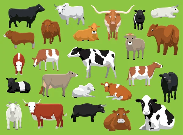 Várias Vacas Bull Bovinos Poses Vector Ilustração — Vetor de Stock