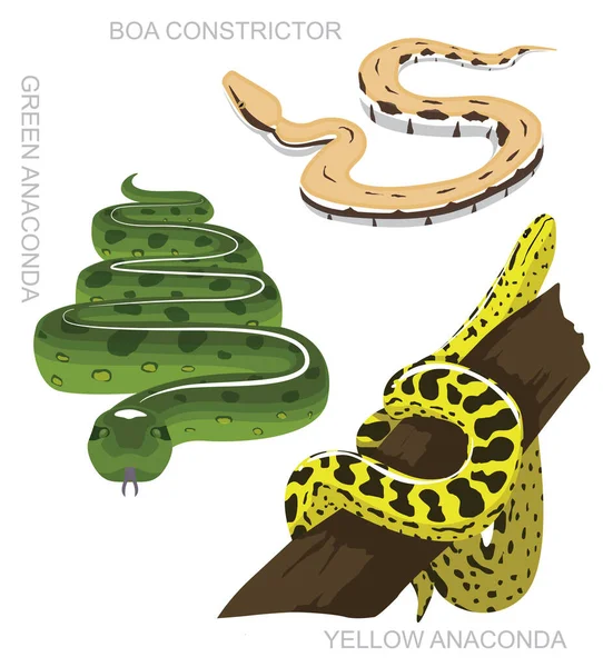 Serpiente Anaconda Set Dibujos Animados Vector Ilustración — Vector de stock