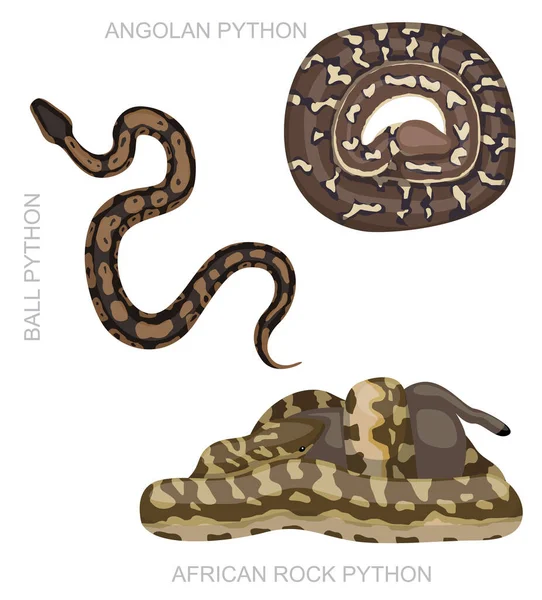 Змія Африканський Набір Python Мультфільм Векторні Ілюстрації — стоковий вектор