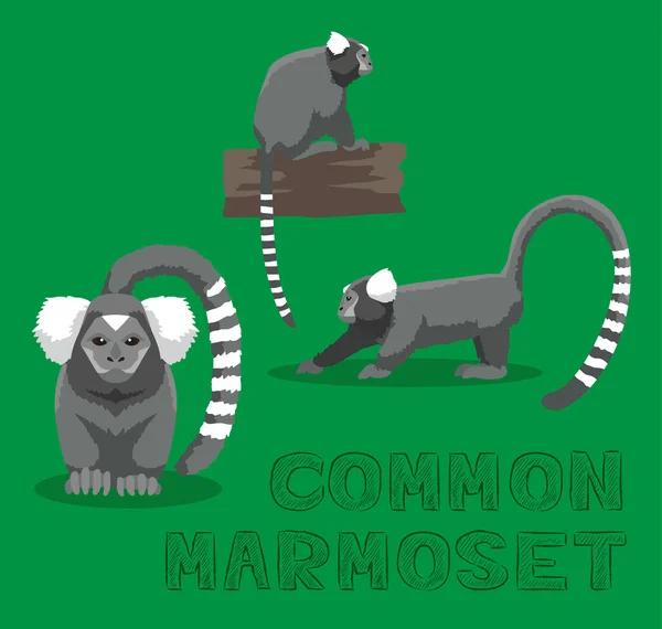 Macaco Comum Marmoset Cartoon Vector Ilustração —  Vetores de Stock