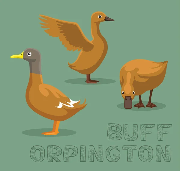 Duck Buff Orpington Cartoon Vector Ilustração — Vetor de Stock