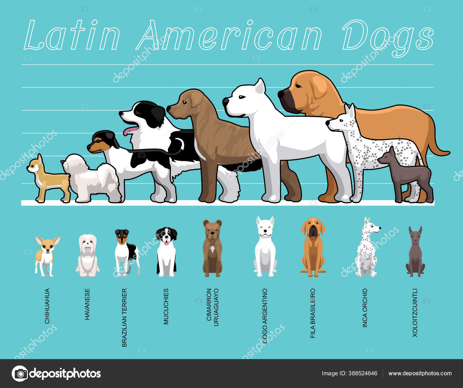 Latin American Dogs Comparação Tamanho Set Cartoon Vector Ilustração  vetor(es) de stock de ©Punnawich 388524646