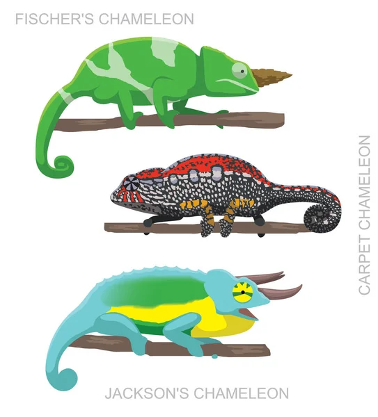Lizard Chameleon Set การ นเวกเตอร ภาพประกอบ — ภาพเวกเตอร์สต็อก