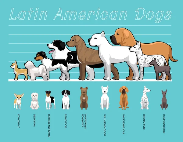Lateinamerikanische Hunde Größenvergleich Set Cartoon Vector Illustration — Stockvektor