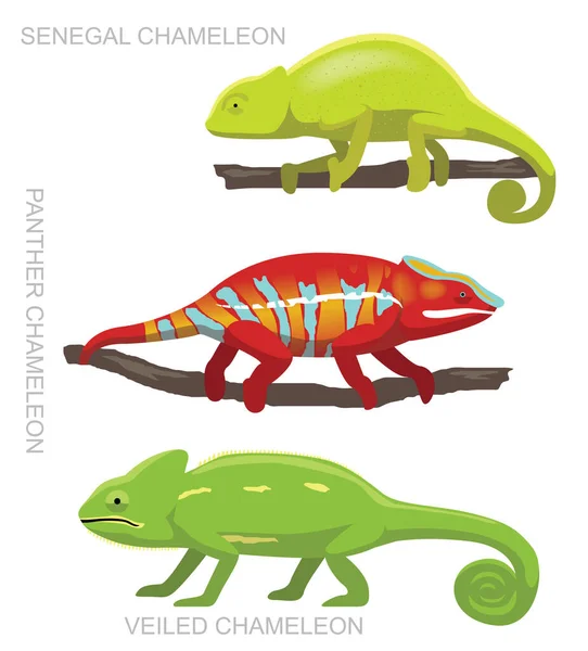 Lizard Veiled Chameleon Set การ นเวกเตอร ภาพประกอบ — ภาพเวกเตอร์สต็อก