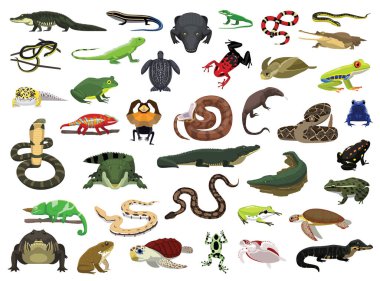 Various Reptile and Amphibian Vector Illustration clipart