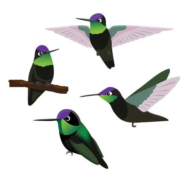 Fågel Magnifik Kolibri Tecknad Vektor Illustration — Stock vektor