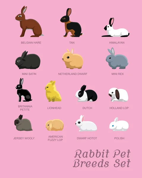 Rabbit Pet Breeds Set Rajzfilm Vektor Illusztráció — Stock Vector