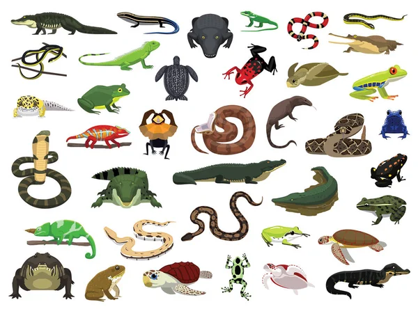 Diversos Reptiles Anfibios Vector Illustration — Archivo Imágenes Vectoriales