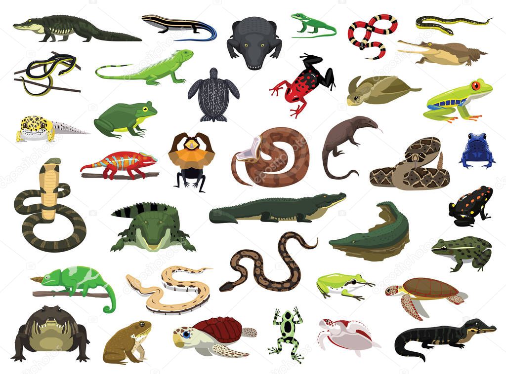 Various Reptile and Amphibian Vector Illustration