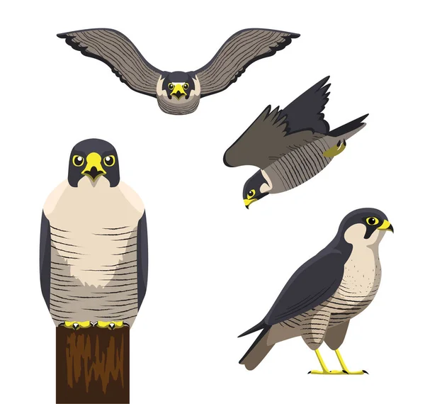 Bird Peregrine Cartoon Vector Ilustração —  Vetores de Stock