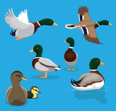 Şirin Mallard Uçan Çizgi Film Vektör İllüstrasyonunu Durduruyor