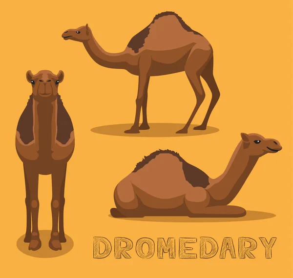 Camel Dromedary Cartoon Vector Ilustração —  Vetores de Stock