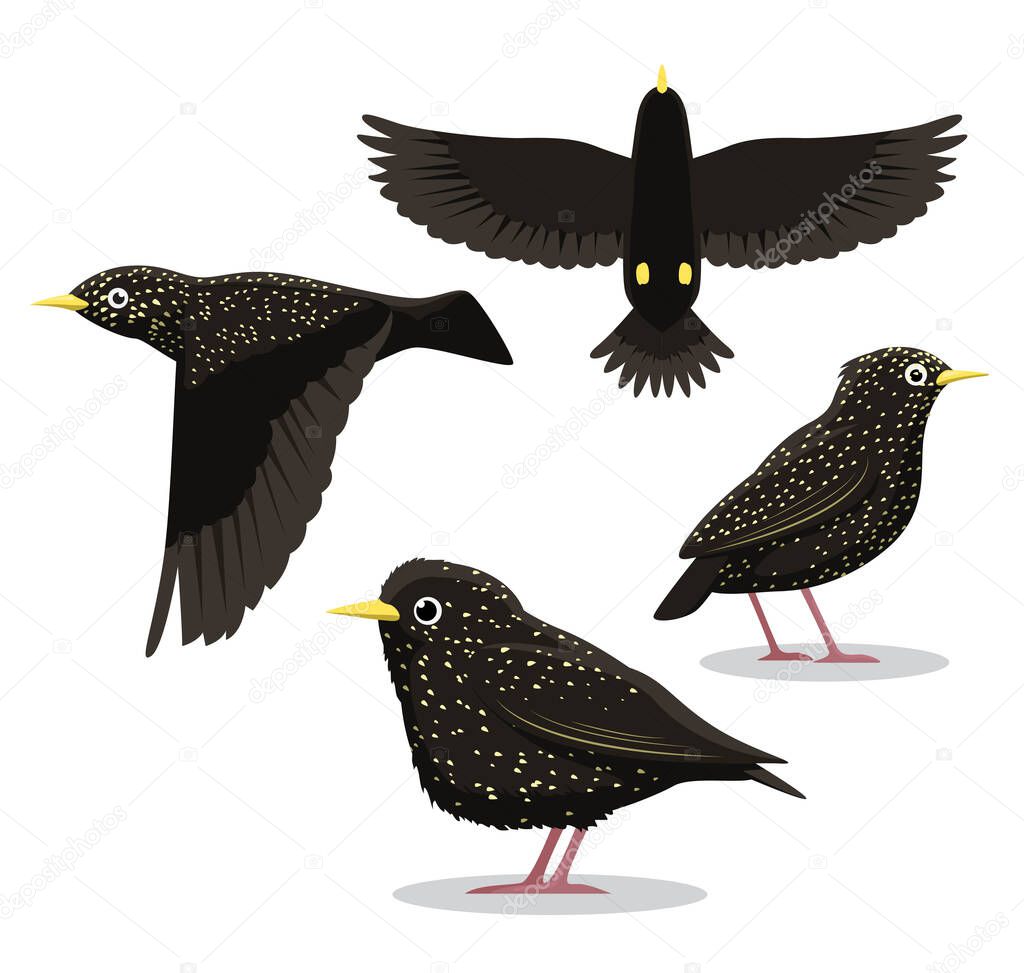 Common Starling Cartoon Vector Illustration