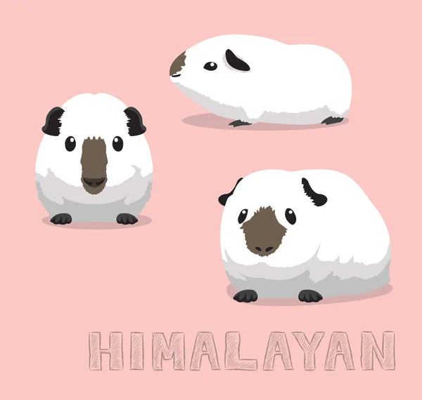 Guinea Pig Himalayan Cartoon Vector Illustration — Stock Vector