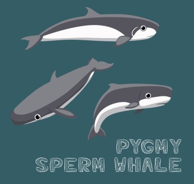 Pigme Sperm Balina Çizgi Filmi Vektör İllüstrasyonu
