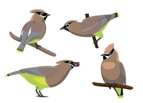 Kreslený Vektorový Obrázek Ptačí Cedrové Voskové Sady — Stockový vektor
